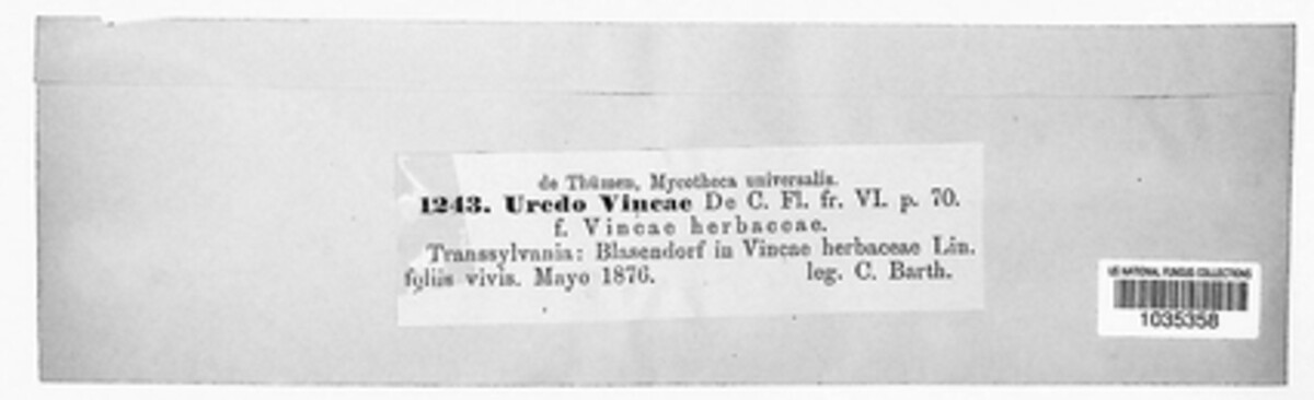 Puccinia vincae image